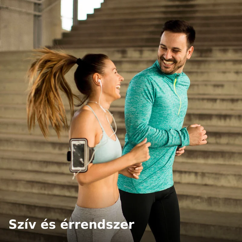 Szív és érrendszer